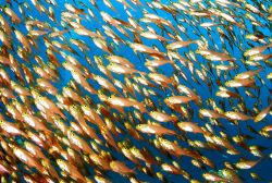 Glassfish in a cave about 5m deep by Javier Sandoval 